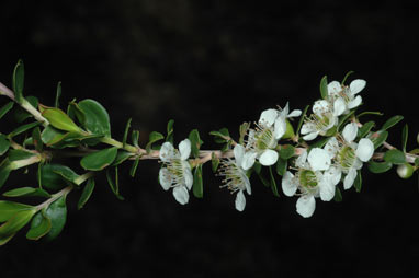 APII jpeg image of Leptospermum obovatum  © contact APII