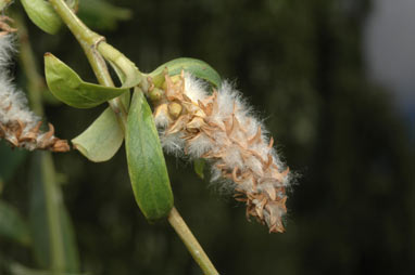 APII jpeg image of Salix x pendulina  © contact APII