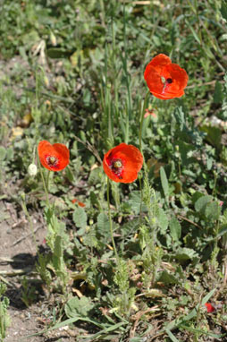 APII jpeg image of Papaver dubium  © contact APII