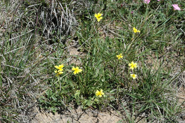 APII jpeg image of Goodenia pinnatifida  © contact APII