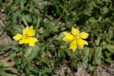 APII jpeg image of Goodenia pinnatifida  © contact APII