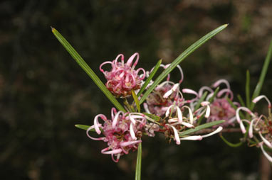 APII jpeg image of Grevillea bracteosa  © contact APII