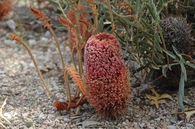 APII jpeg image of Banksia blechnifolia  © contact APII