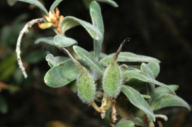 APII jpeg image of Grevillea floribunda  © contact APII