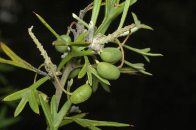 APII jpeg image of Grevillea vestita  © contact APII