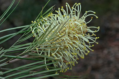 APII jpeg image of Grevillea whiteana 'Mundubbera form'  © contact APII