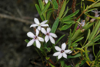 APII jpeg image of Billardiera lehmanniana  © contact APII