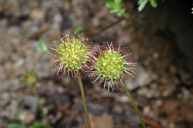 APII jpeg image of Acaena novae-zelandiae  © contact APII