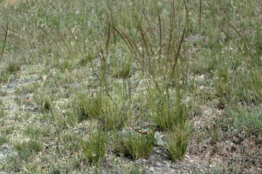 APII jpeg image of Austrostipa scabra subsp. falcata  © contact APII