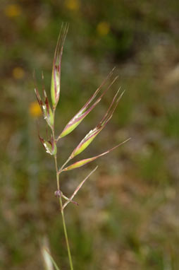 APII jpeg image of Rytidosperma erianthum  © contact APII