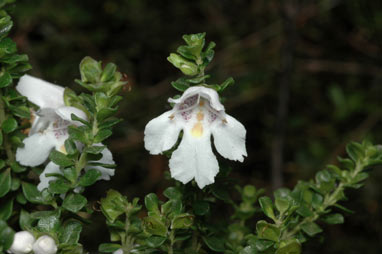 APII jpeg image of Prostanthera cuneata  © contact APII