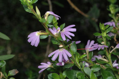 APII jpeg image of Scaevola albida  © contact APII