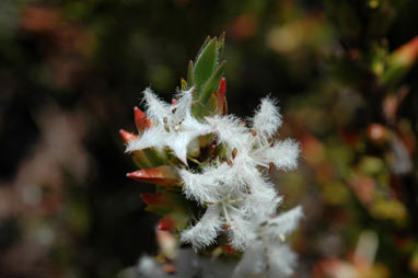 APII jpeg image of Pentachondra involucrata  © contact APII