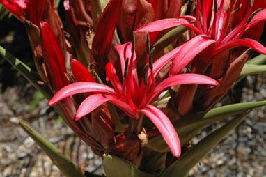 APII jpeg image of Doryanthes excelsa  © contact APII