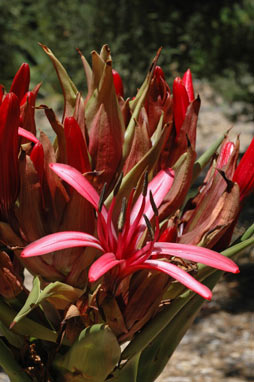 APII jpeg image of Doryanthes excelsa  © contact APII