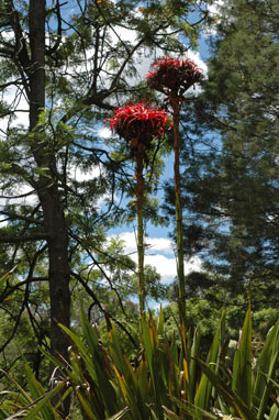 APII jpeg image of Doryanthes excelsa  © contact APII