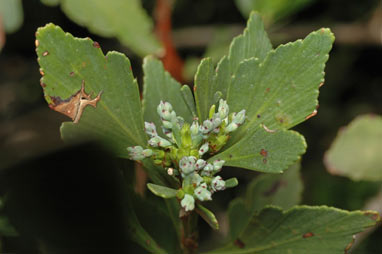 APII jpeg image of Phyllocladus aspleniifolius  © contact APII