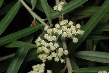 APII jpeg image of Ozothamnus stirlingii  © contact APII