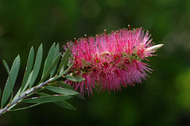 APII jpeg image of Callistemon 'Southern Cross'  © contact APII