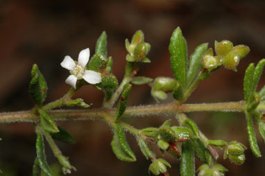 APII jpeg image of Zieria odorifera  © contact APII