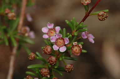 APII jpeg image of Astartea astarteoides  © contact APII