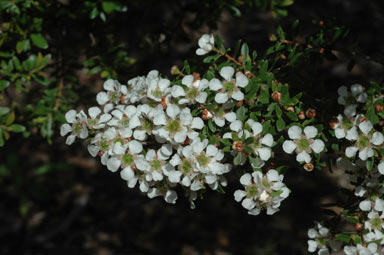 APII jpeg image of Leptospermum wooroonooran  © contact APII