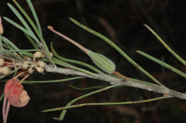 APII jpeg image of Grevillea haplantha subsp. haplantha  © contact APII