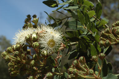 APII jpeg image of Angophora hispida  © contact APII