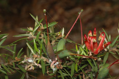 APII jpeg image of Grevillea juniperina subsp. allojohnsonii  © contact APII