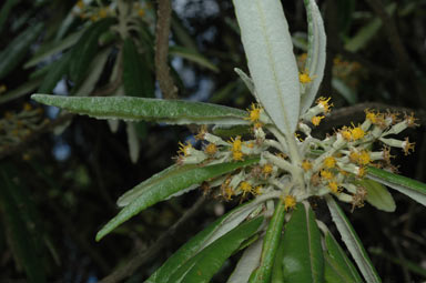 APII jpeg image of Bedfordia arborescens  © contact APII