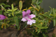 Hemiandra pungens