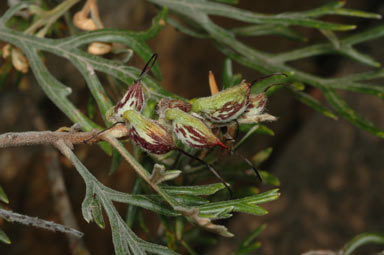 APII jpeg image of Grevillea beadleana  © contact APII