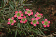 Leptospermum 'Rudolph'