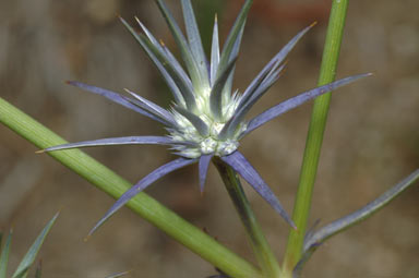 APII jpeg image of Eryngium rostratum  © contact APII