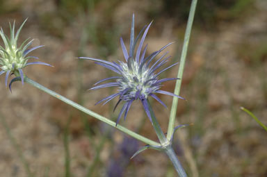 APII jpeg image of Eryngium rostratum  © contact APII