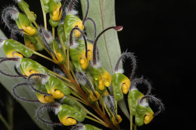 APII jpeg image of Grevillea venusta  © contact APII