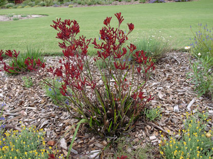 APII jpeg image of Anigozanthos 'Bush Ruby'  © contact APII