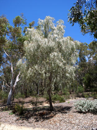 APII jpeg image of Acacia pendula  © contact APII