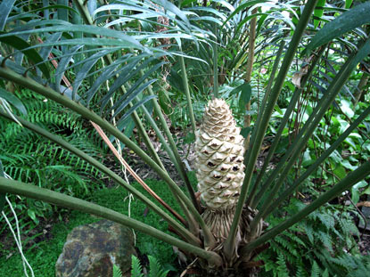 APII jpeg image of Lepidozamia hopei  © contact APII