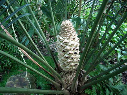 APII jpeg image of Lepidozamia hopei  © contact APII