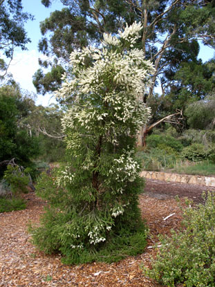 APII jpeg image of Melaleuca decora  © contact APII