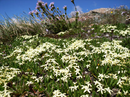 APII jpeg image of Stackhousia pulvinaris  © contact APII