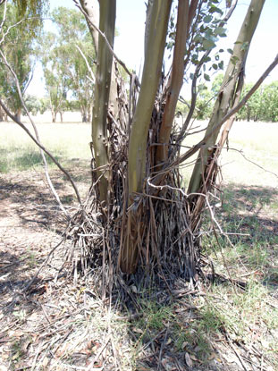 APII jpeg image of Eucalyptus behriana  © contact APII