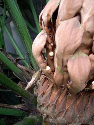 APII jpeg image of Cycas rumphii  © contact APII