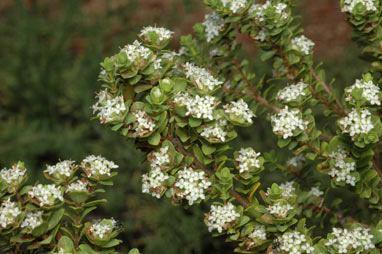 APII jpeg image of Pimelea flava subsp. dichotoma  © contact APII