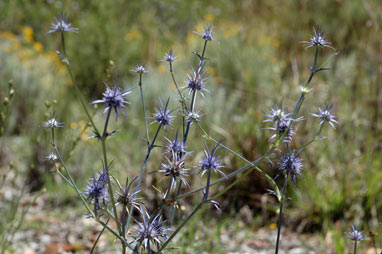 APII jpeg image of Eryngium rostratum  © contact APII