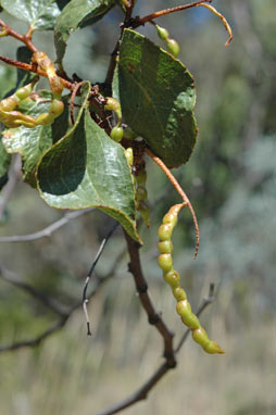 APII jpeg image of Acacia denticulosa  © contact APII