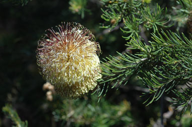 APII jpeg image of Banksia scabrella  © contact APII