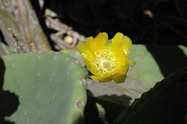 APII jpeg image of Opuntia ficus-indica  © contact APII