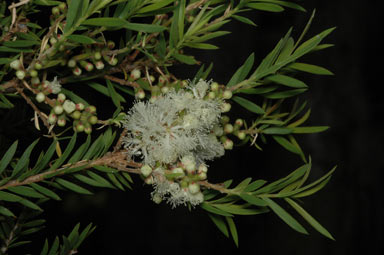 APII jpeg image of Melaleuca sieberi  © contact APII